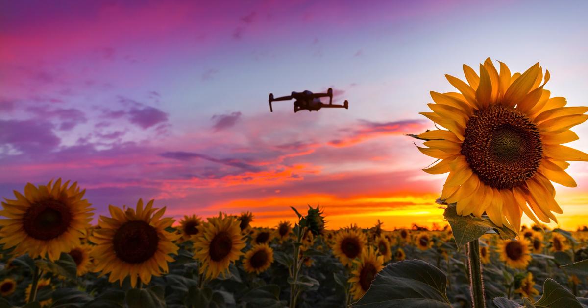 Drone leijuu ilmassa auringonkukkapellon yläpuolella