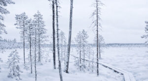 Pyhä-Häkin kansallispuiston suo talvisena päivänä
