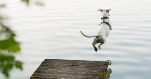 Koira hyppää laiturilta järveen