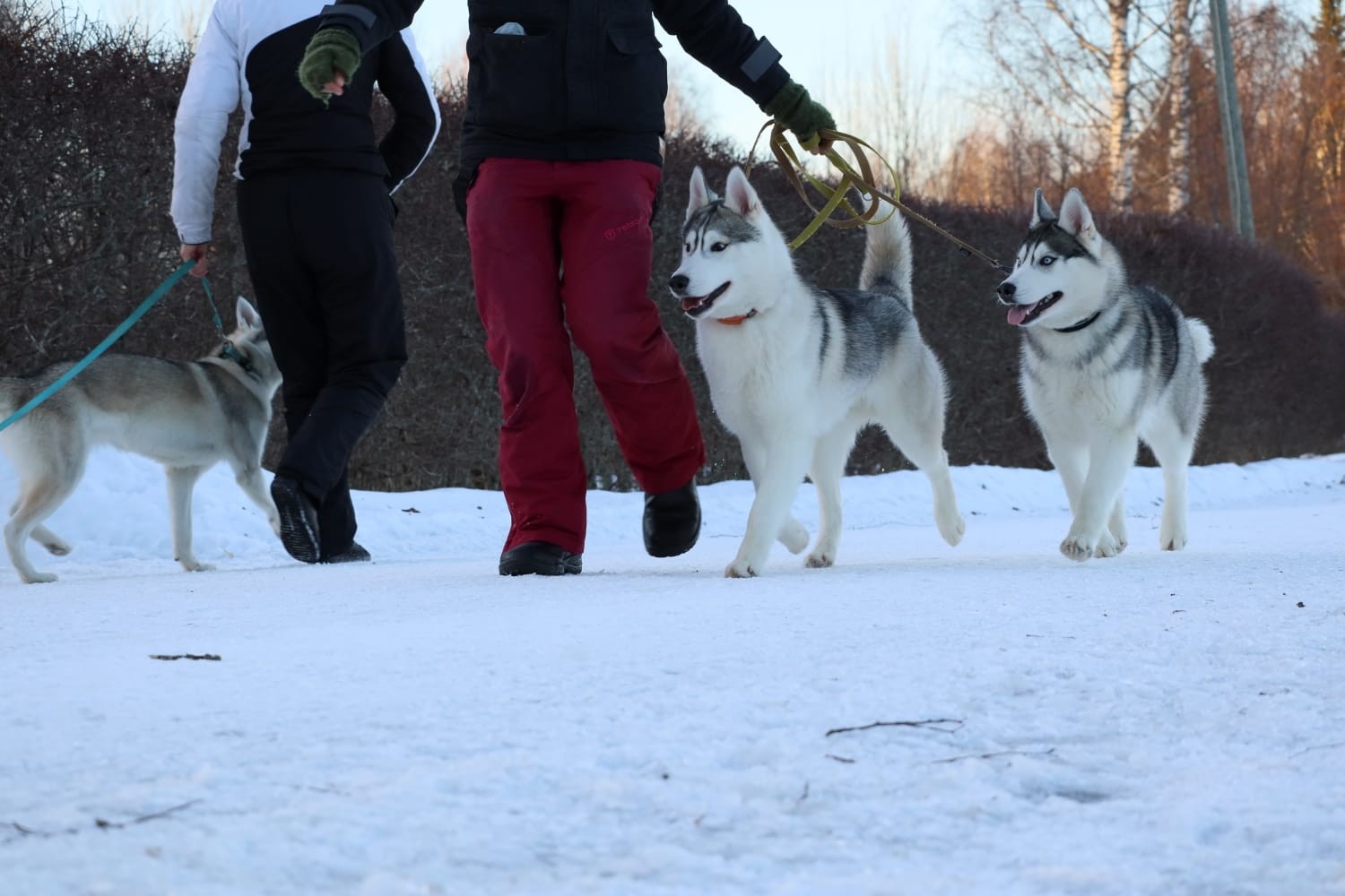 Kaksi huskya ravaa talvella omistajan rinnalla