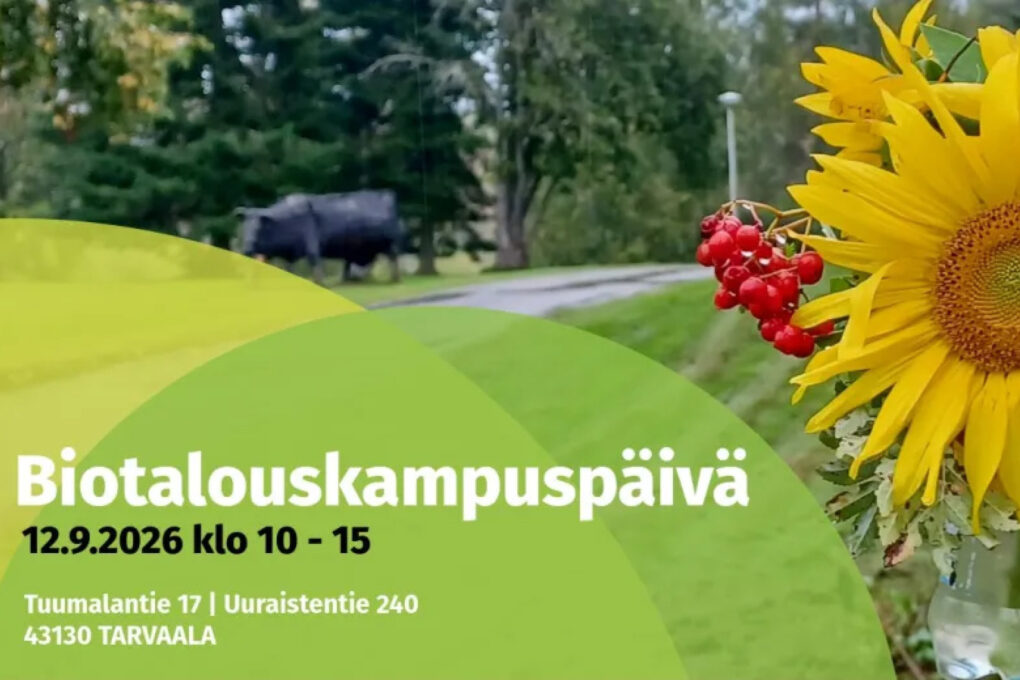 Biotalouskampuspäivä 12.9.2026 klo 10-15 mainos, kuvassa pihlajanmarjoja ja auringonkukka